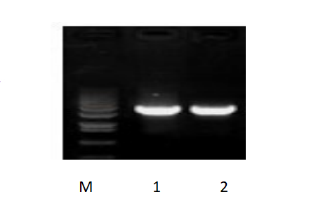 50μl 扩增体系，以 50ng 人基因组DNA 为模板，对 3kb 片段扩增结果。