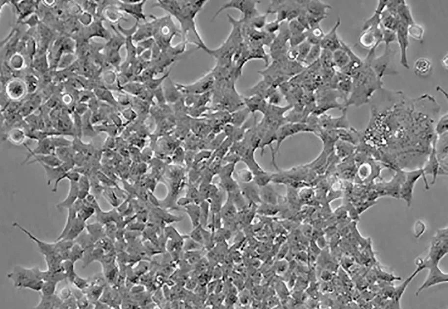人胚肾（HEK）293细胞