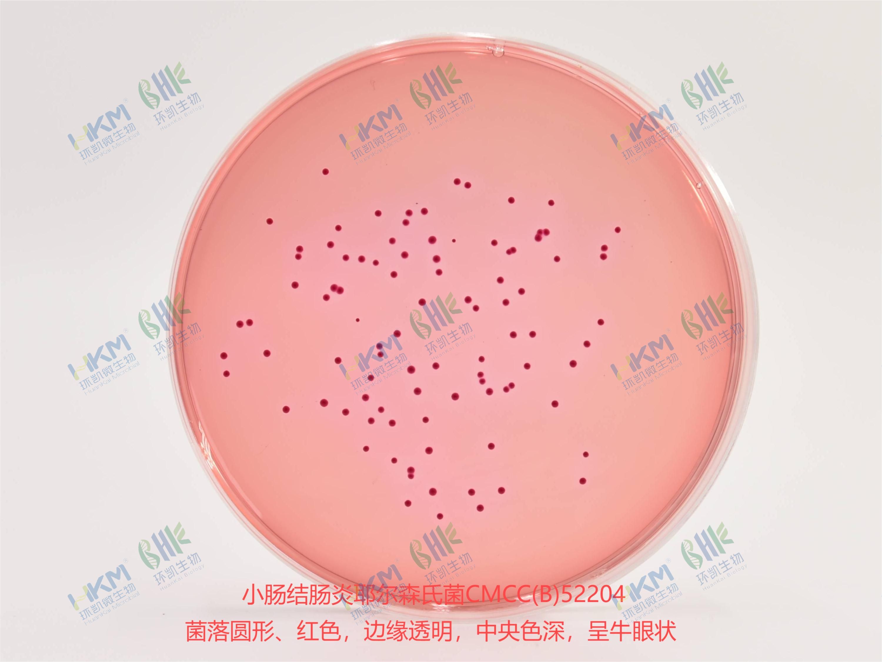 小肠结肠炎耶尔森氏菌CMCC(B)52204 