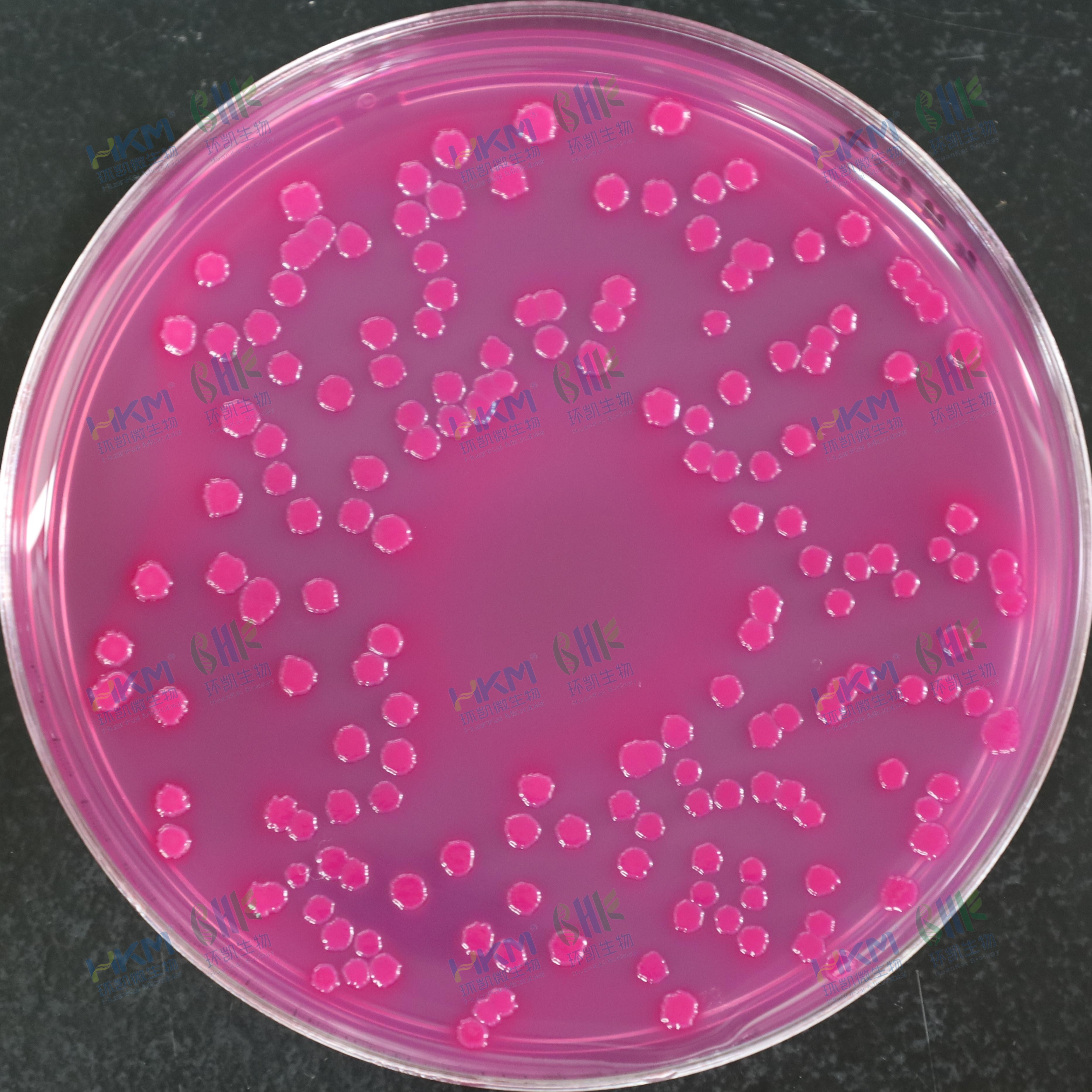 大肠埃希氏菌CMCC(B)44102【紫红色菌落，可有胆盐沉淀圈】