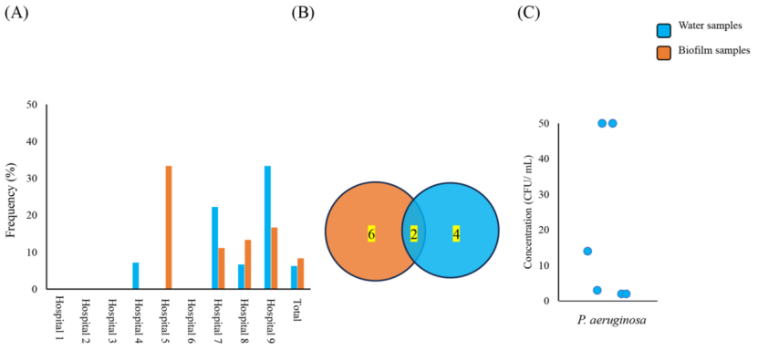 水和生物膜样品中检测到可培养铜绿假单胞菌的频率(A)医院供水系统中铜绿假单胞菌的检测频率，(B)水和生物膜样品中检测到共有和独特铜绿假单胞菌的数量，(C)水样中铜绿假单胞菌的浓度