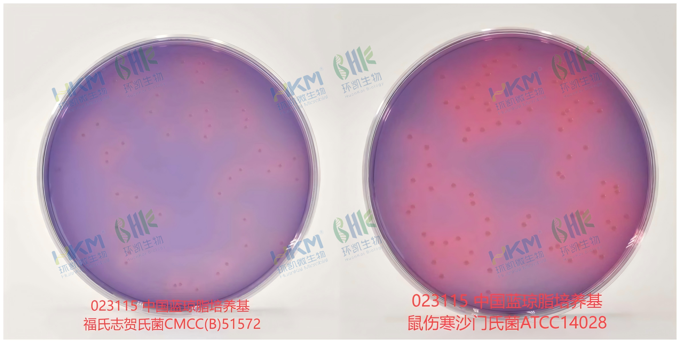 中国蓝琼脂培养基 中 福氏志贺氏菌CMCC(B)51572 特征反应 + 鼠伤寒沙门氏菌ATCC14028 特征反应