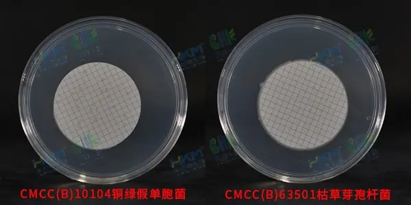 铜绿假单胞菌CMCC(B)10104 + 枯草芽孢杆菌CMCC(B)63501