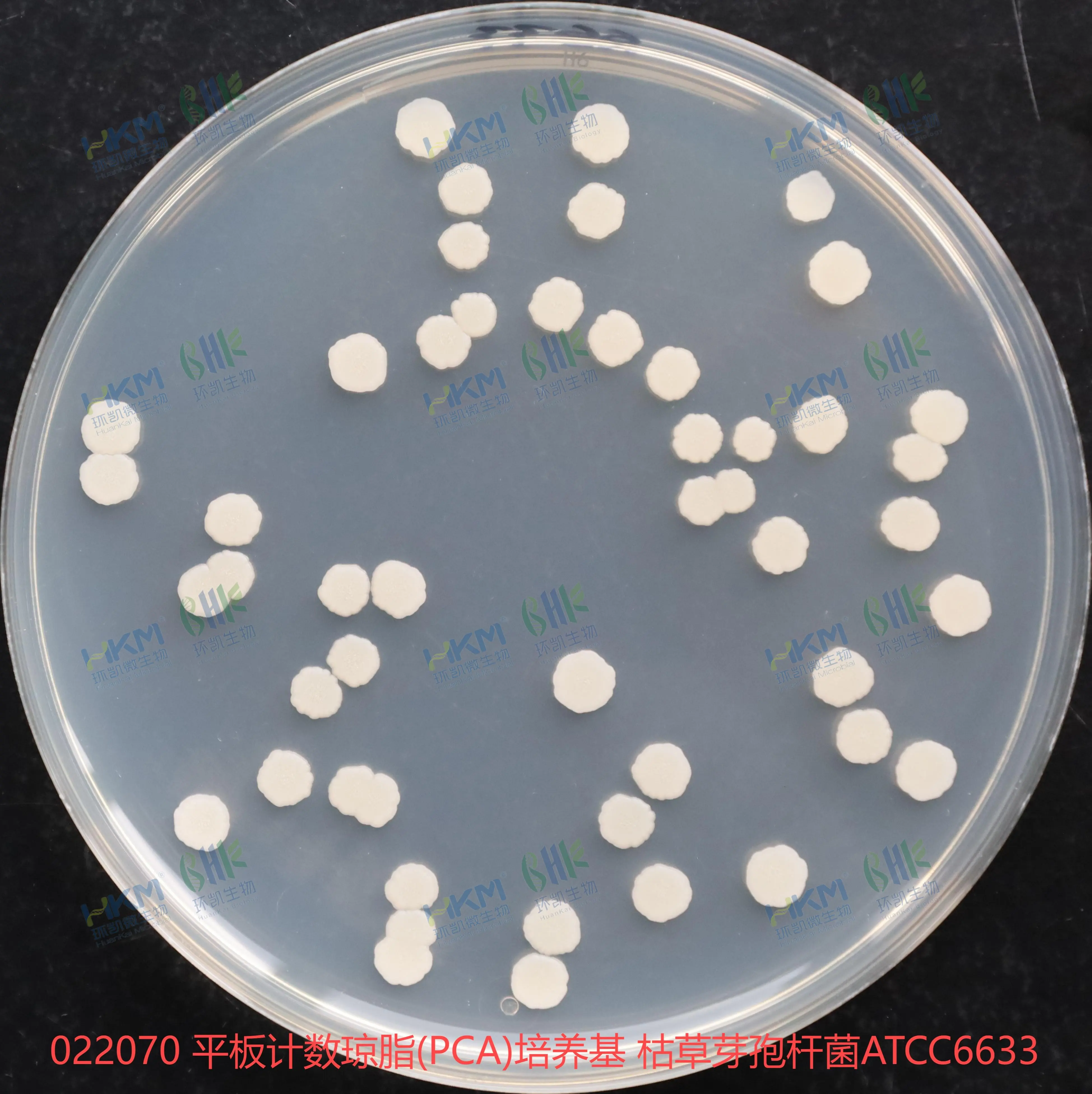 022070 平板计数琼脂(PCA)培养基 枯草芽孢杆菌ATCC6633