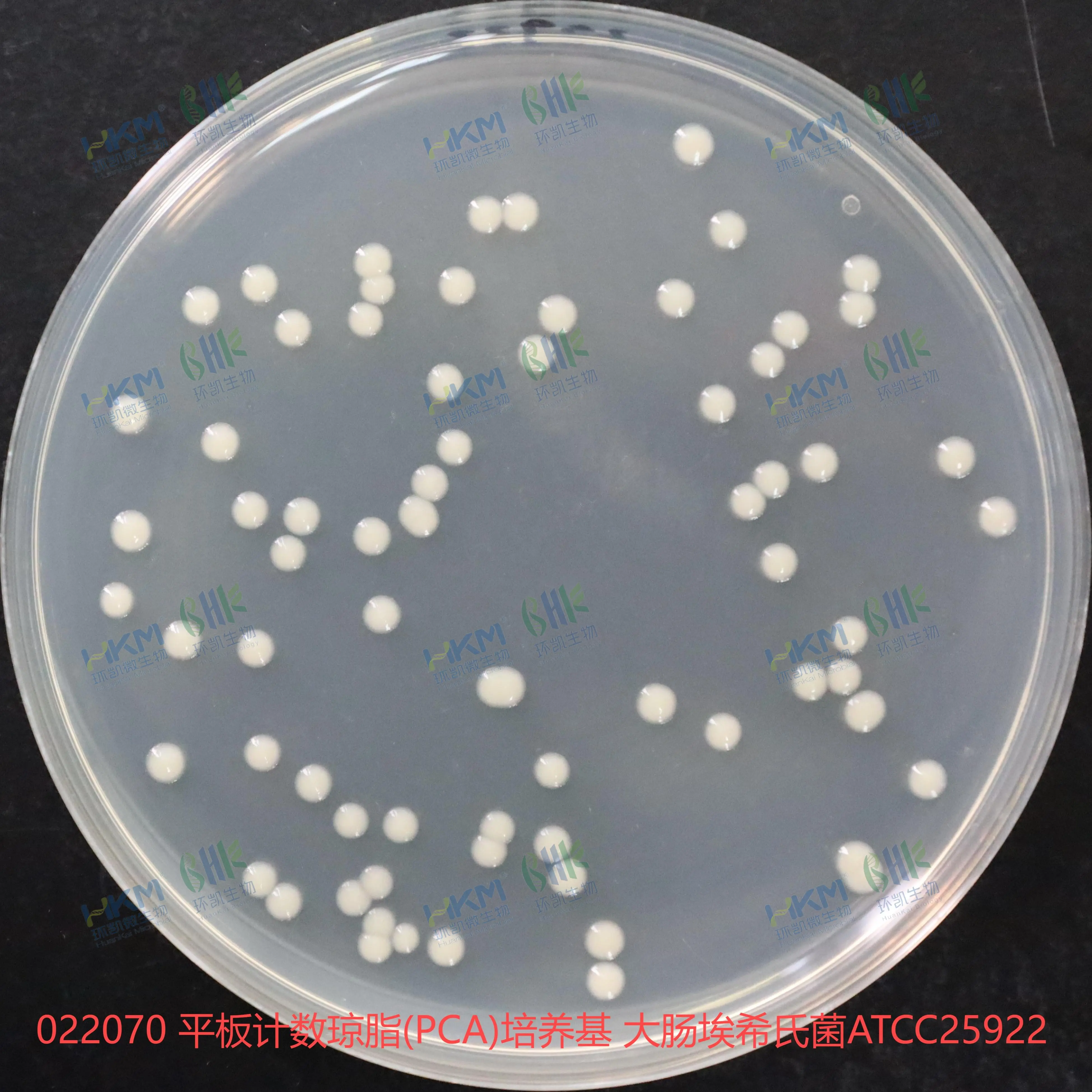 022070 平板计数琼脂(PCA)培养基 大肠埃希氏菌ATCC25922 