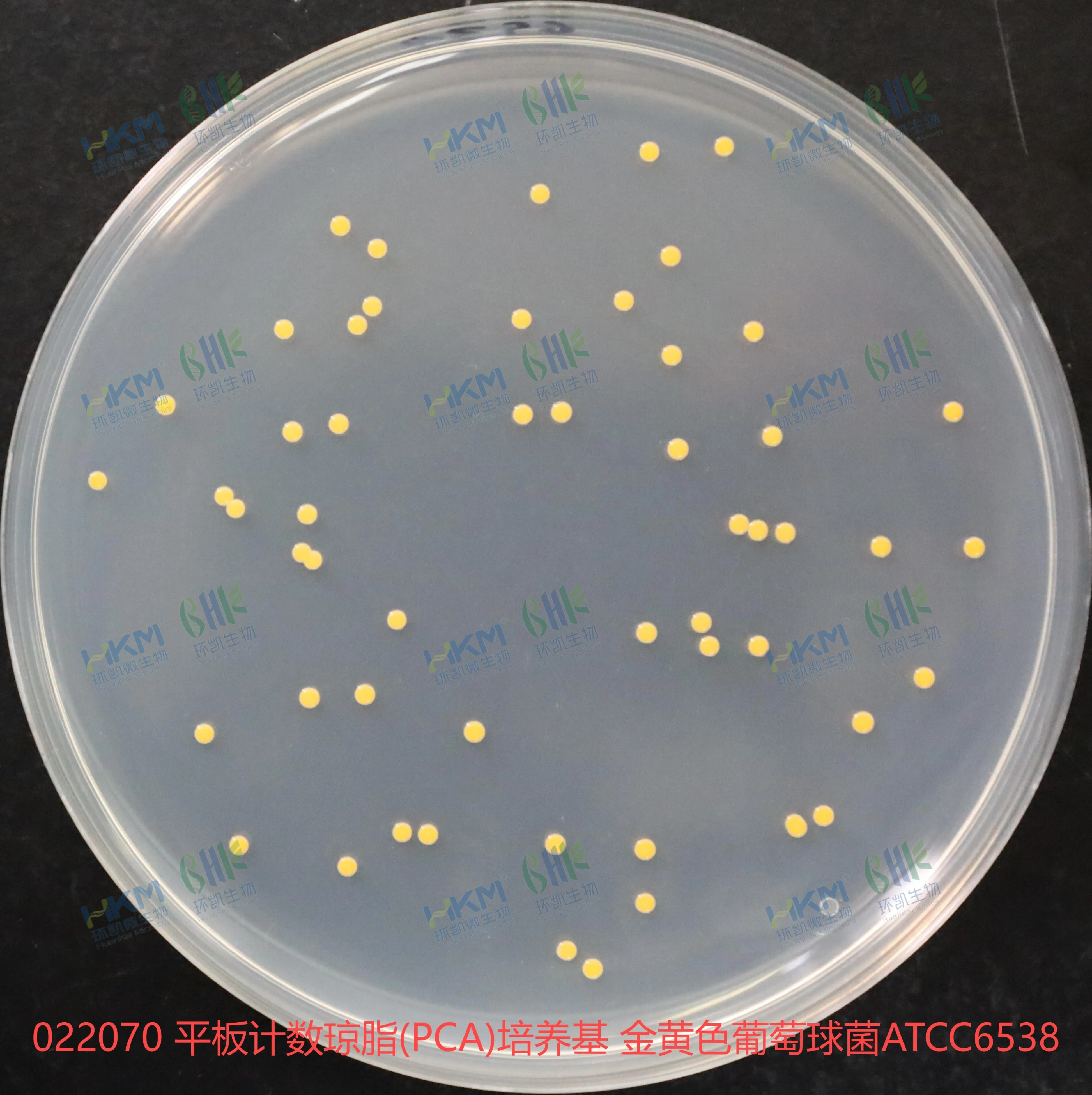 022070 平板计数琼脂(PCA)培养基 金黄色葡萄球菌ATCC6538 