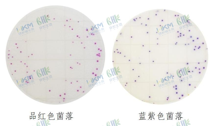 HandyPlate®金黄色葡萄球菌确认反应片判读图解