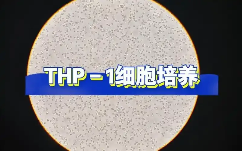 THP-1细胞培养