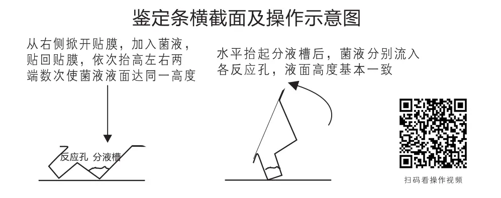 鉴定条横截面及操作示意图