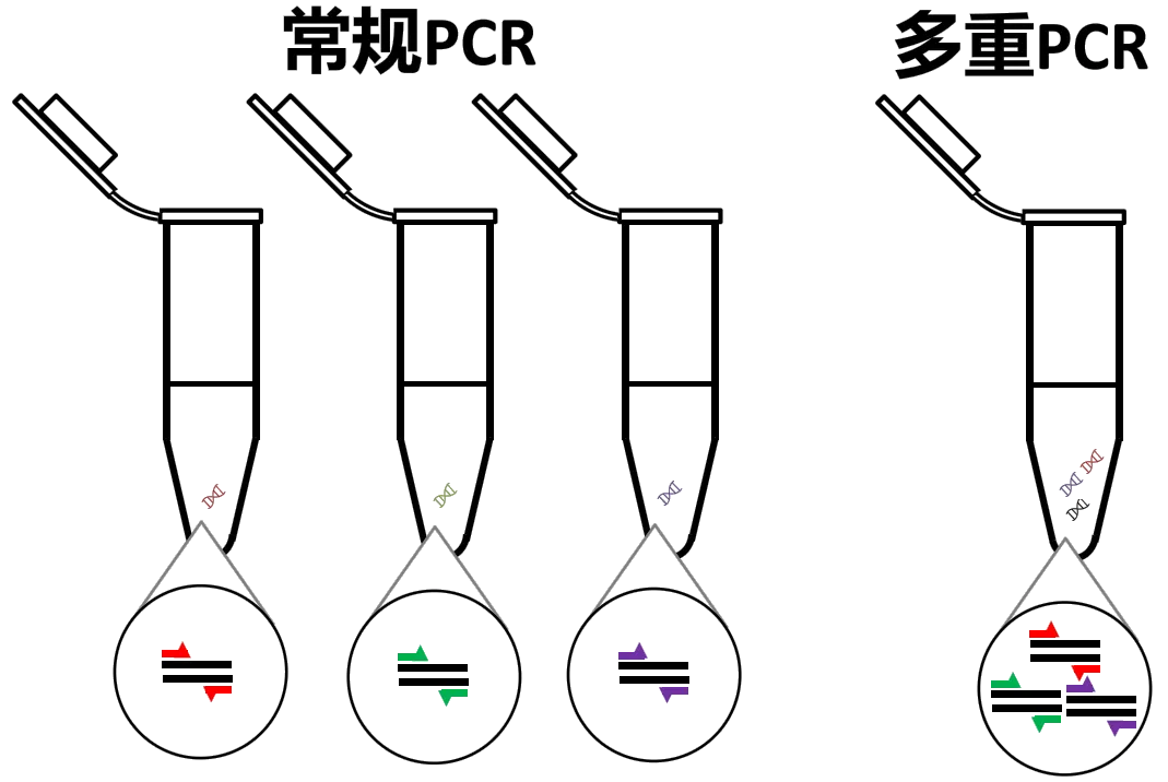 常规PCR与多重PCR