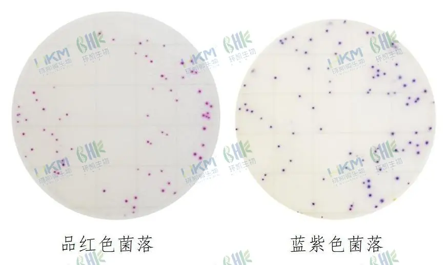 HandyPlate®金黄色葡萄球菌确认反应片判读图解