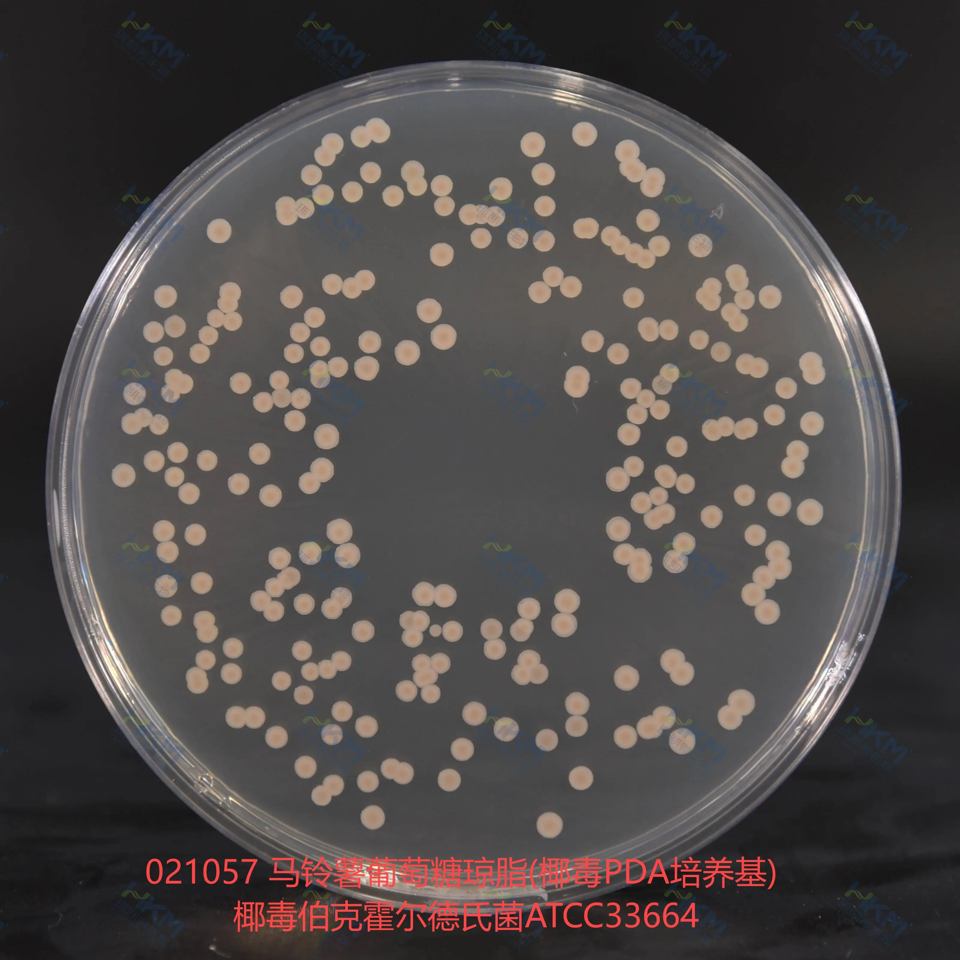 021057 马铃薯葡萄糖琼脂(椰毒PDA培养基) 椰毒伯克霍尔德氏菌ATCC33664 