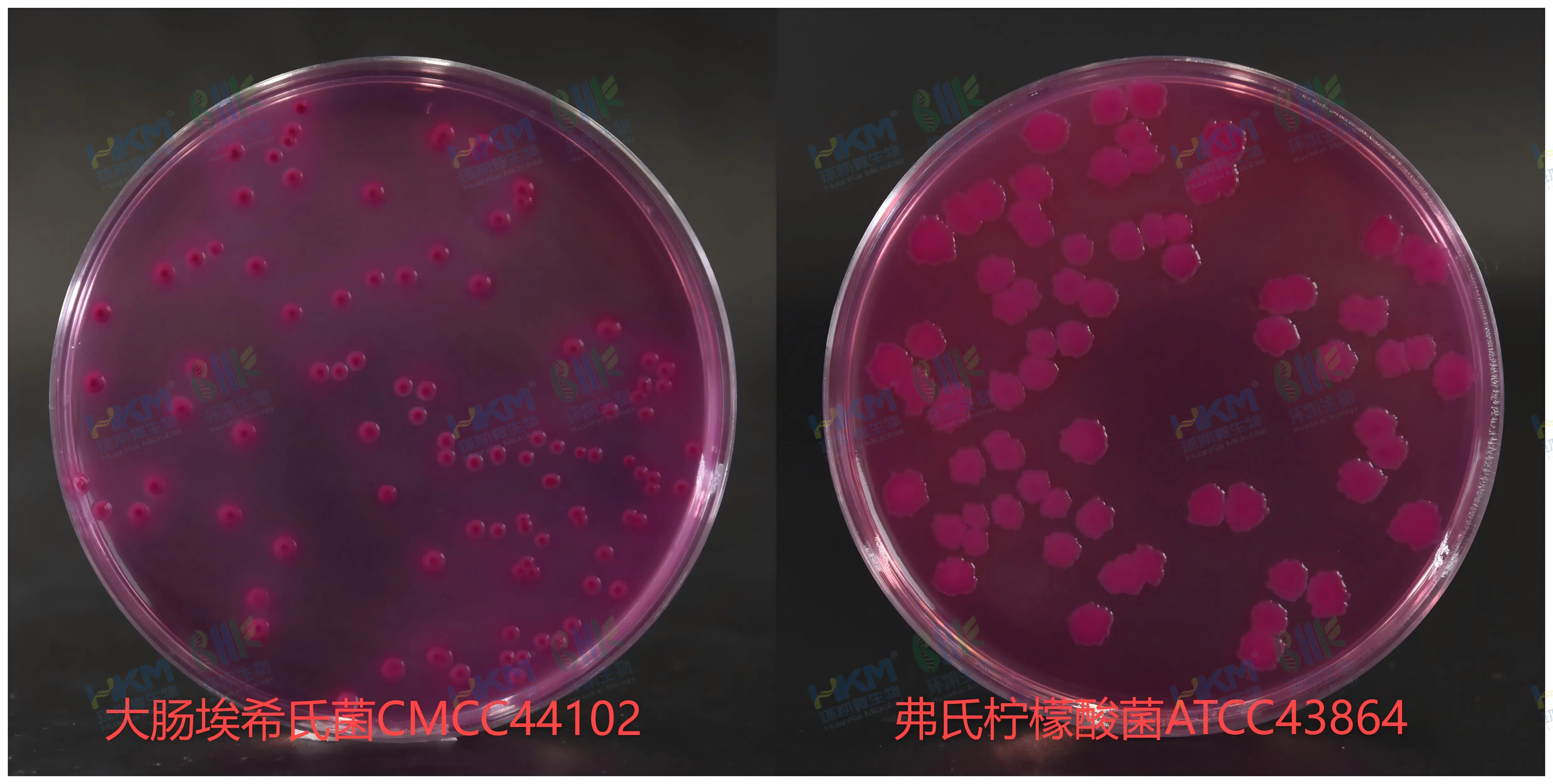 结晶紫中性红胆盐琼脂(VRBA)平板菌落特征