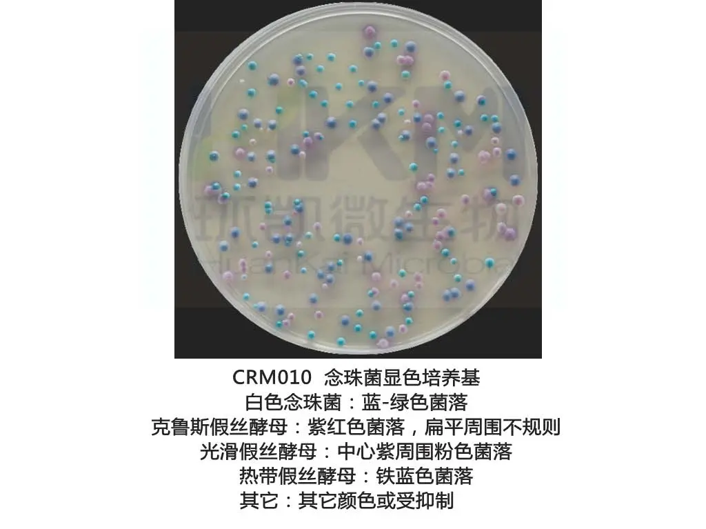 念珠菌显色培养基生物图册