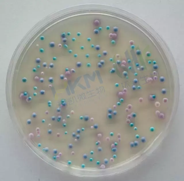 念珠菌显色培养基菌落特征