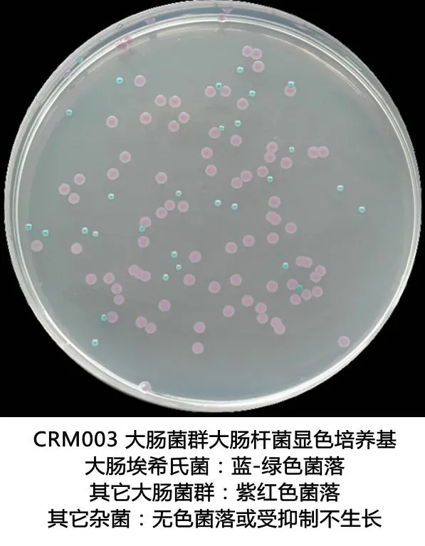 大肠菌群大肠杆菌(ECC)显色培养基