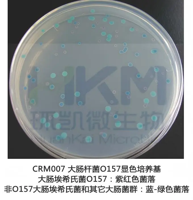 大肠杆菌O157显色培养基菌落特征