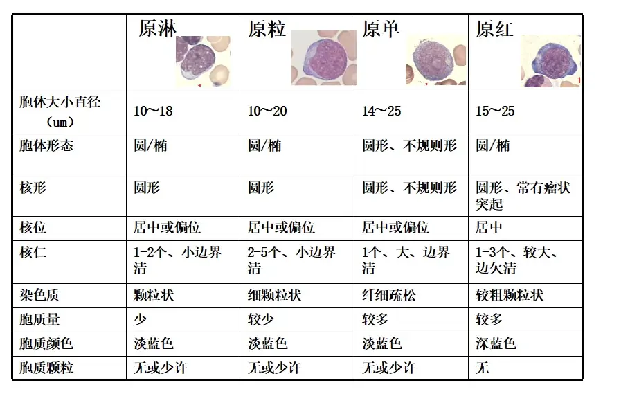 四种原始细胞对比