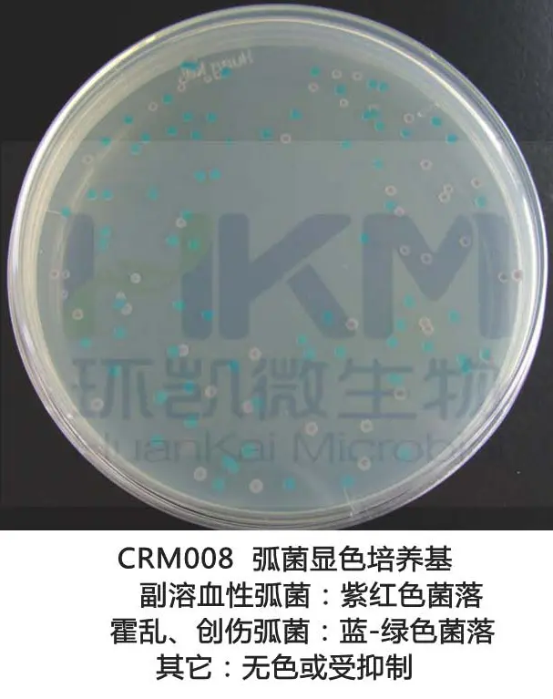 弧菌显色培养基菌落特征：副溶血性弧菌为紫红色菌落，霍乱创伤弧菌为蓝绿色菌落
