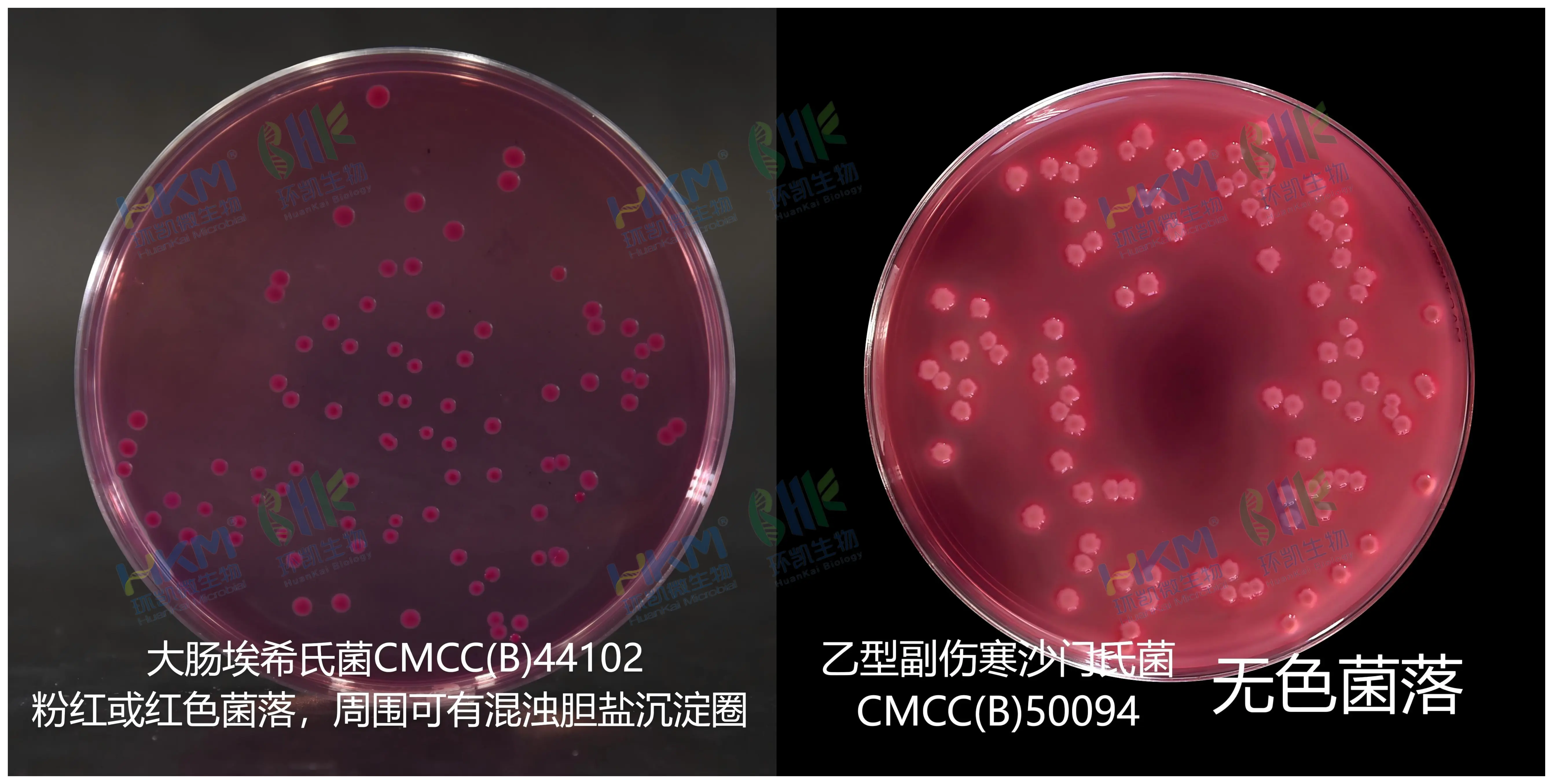 检验菌种在麦康凯琼脂培养基上的菌落特征