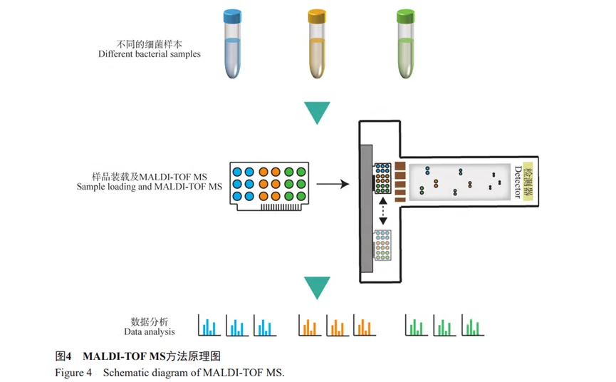 MALDI-TOF MS方法原理图