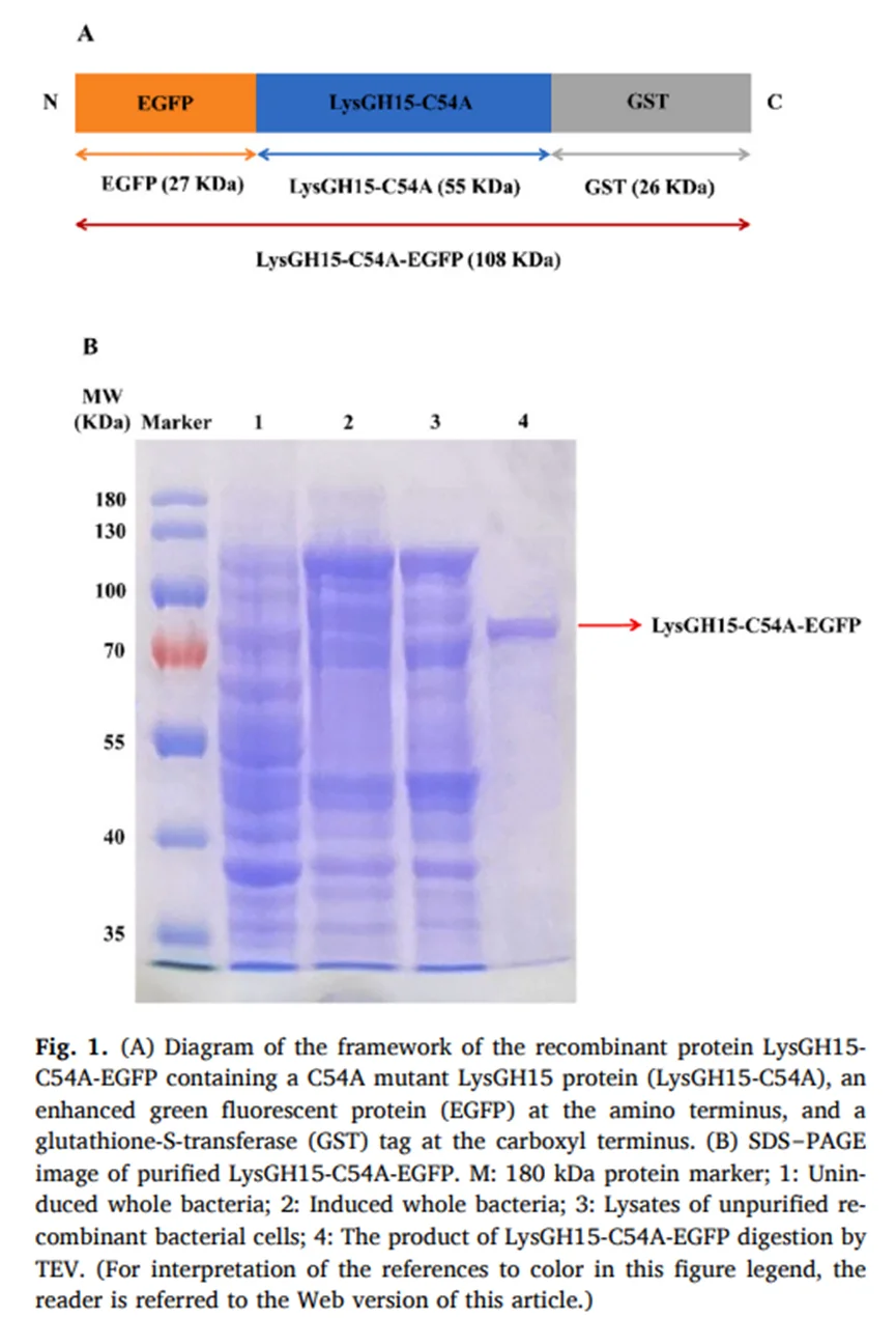 重组蛋白LysGH15-C54A-EGFP的SDS-PAGE电泳图像