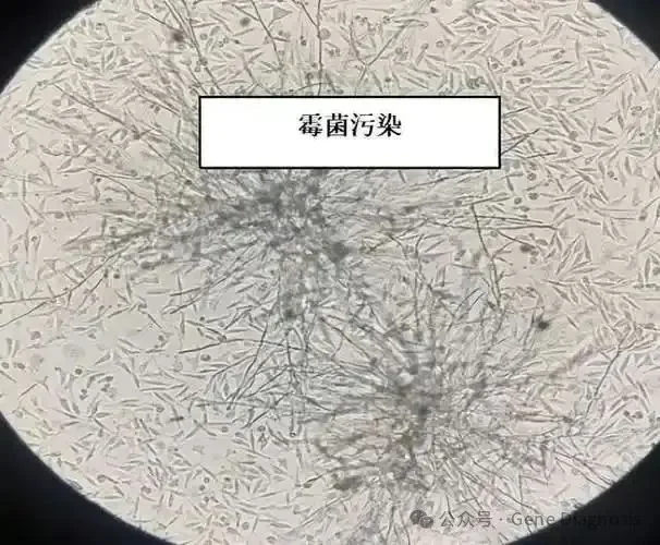 细胞培养 — 霉菌污染