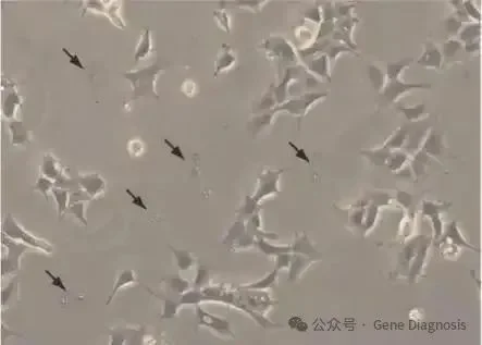 黑胶虫污染