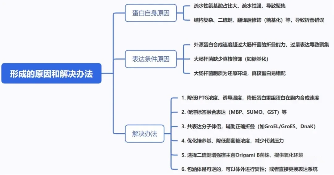 大肠杆菌表达系统中包涵体形成的原因和解决办法