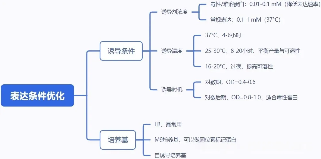 大肠杆菌表达系统（表达宿主的选择）