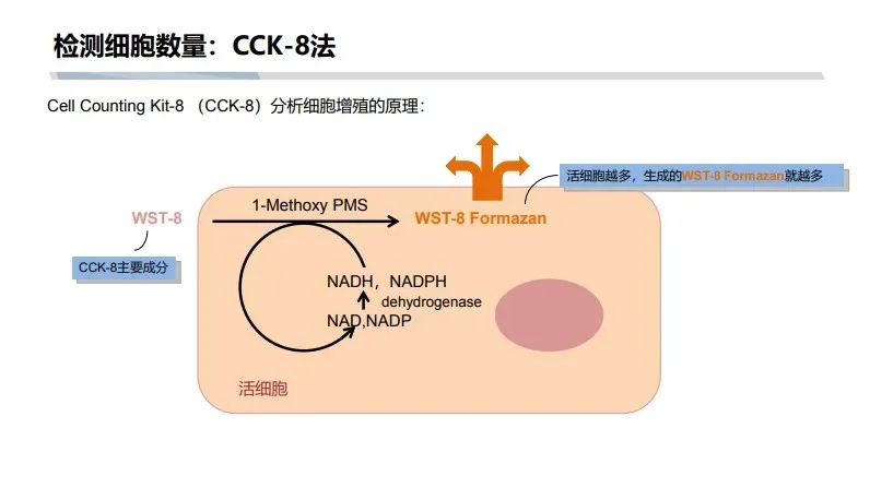 CCK-8原理