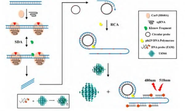 CRISPR-Cas9触发两步等温扩增法检测大肠杆菌