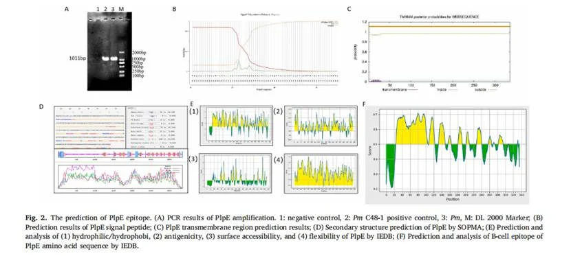 生物信息学分析发现其1-23位为信号肽 生物信息学分析发现其1-23位为信号肽
