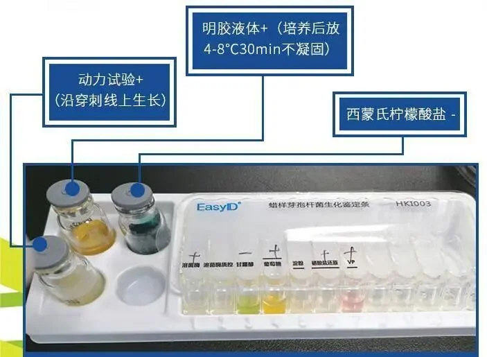 EasyID蜡样芽孢杆菌生化鉴定试剂盒