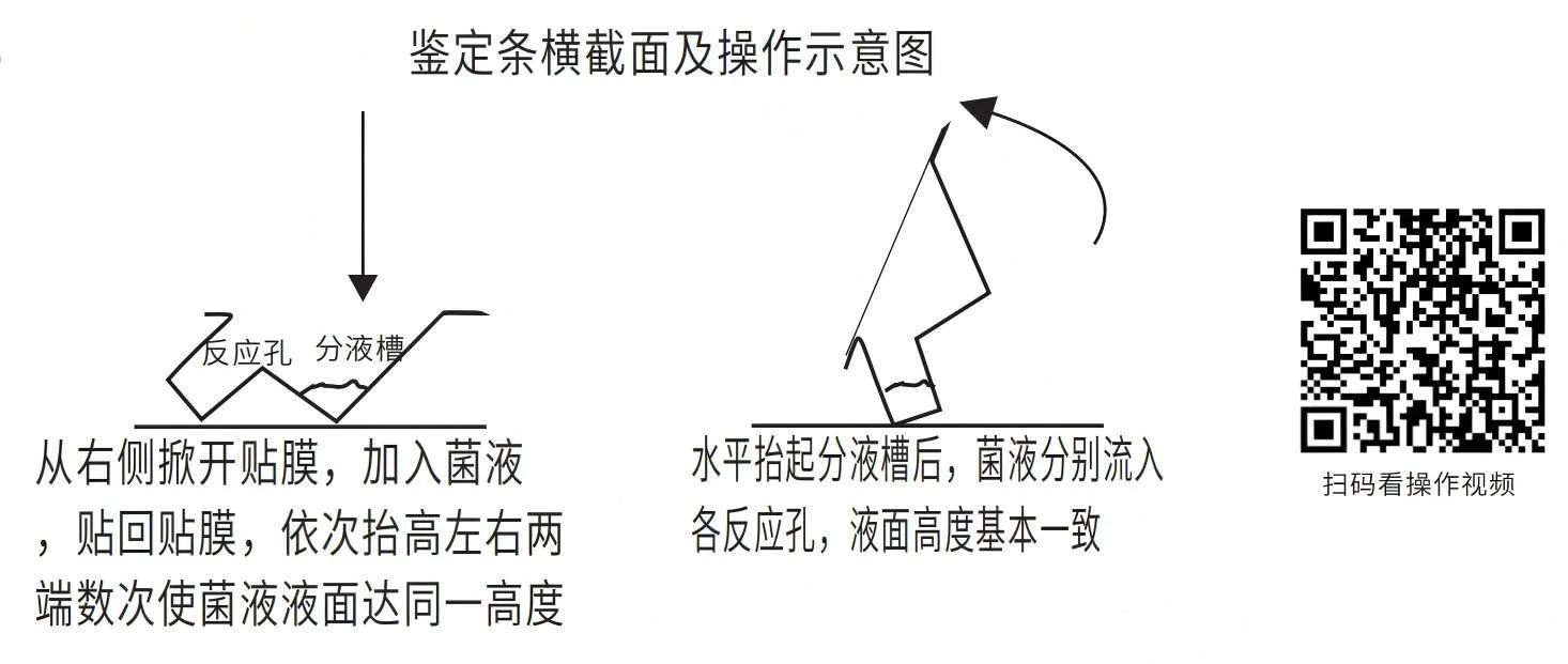 鉴定条横截面及操作示意图
