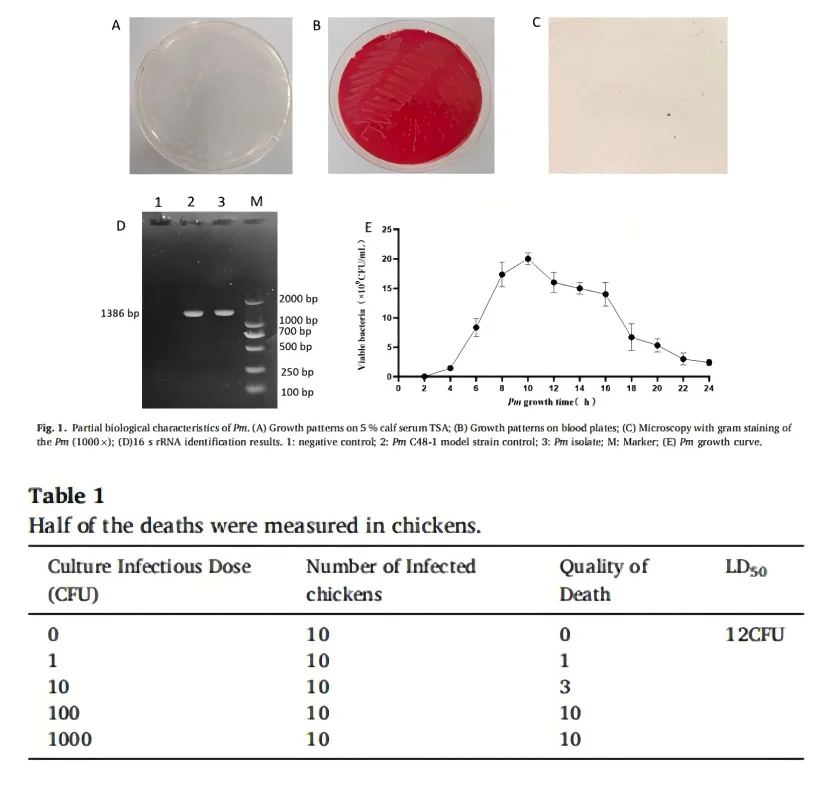 多杀性巴氏杆菌(Pm)特性分析显示,该菌在5%小牛血清TSA培养基上呈圆形、微凸、光滑的乳白色菌落 多杀性巴氏杆菌(Pm)特性分析显示,该菌在5%小牛血清TSA培养基上呈圆形、微凸、光滑的乳白色菌落