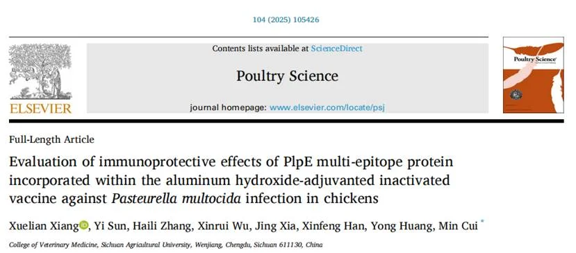 突破禽霍乱防控!PlpE多表位蛋白疫苗让鸡存活率提升至80% 突破禽霍乱防控!PlpE多表位蛋白疫苗让鸡存活率提升至80%