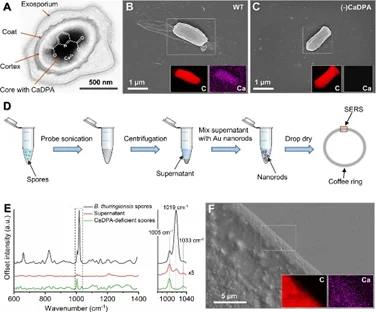 基于透射电镜的示意图展示了完整孢子的结构,其关键层被标注,包括富含CaDPA的核心区域。核心部位可见CaDPA化学结构示意图 基于透射电镜的示意图展示了完整孢子的结构,其关键层被标注,包括富含CaDPA的核心区域。核心部位可见CaDPA化学结构示意图