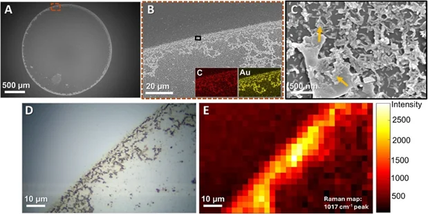 (A)-(C) 为1:1000稀释液滴干燥咖啡环的SEM图像 (A)-(C) 为1:1000稀释液滴干燥咖啡环的SEM图像