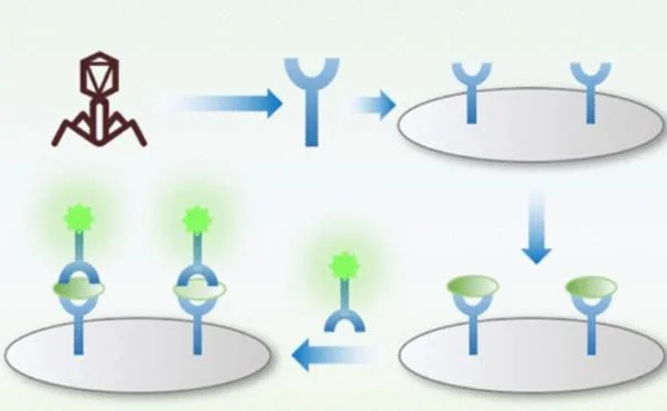 CBD18结合鲍曼不动杆菌示意图 CBD18结合鲍曼不动杆菌示意图