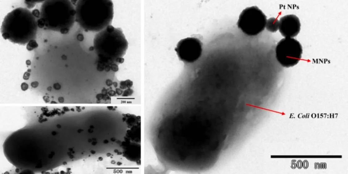 大肠杆菌O157:H7-PtNP三明治复合物 大肠杆菌O157:H7-PtNP三明治复合物