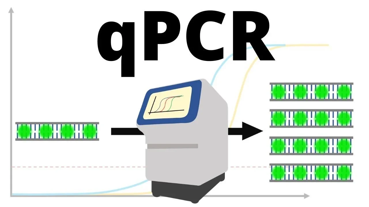 qPCR