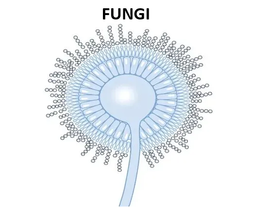 真菌污染 真菌污染