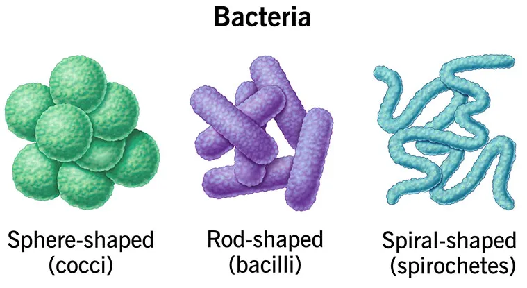 细菌污染 细菌污染