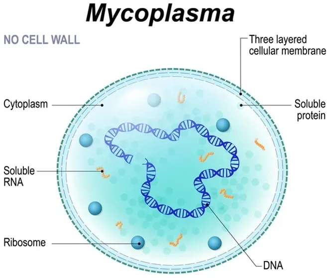 支原体污染 支原体污染