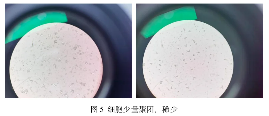 细胞少量聚团，稀少