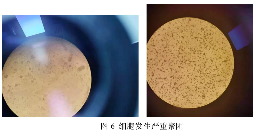 细胞发生严重聚团