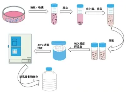 细胞冻存标准化操作流程