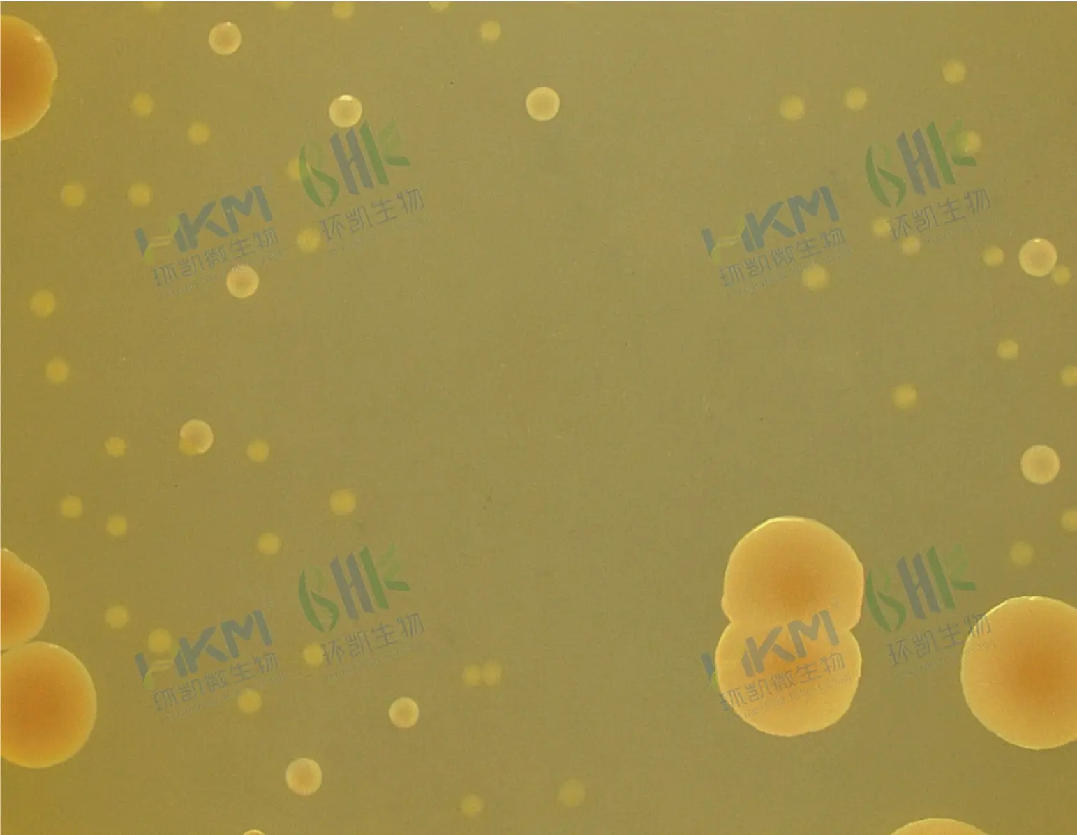 双歧杆菌琼脂培养基质量控制 双歧杆菌琼脂培养基质量控制