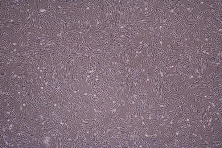 核心应对:不同密度下的处理方案 核心应对:不同密度下的处理方案